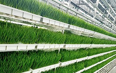 温室牧草培养设备