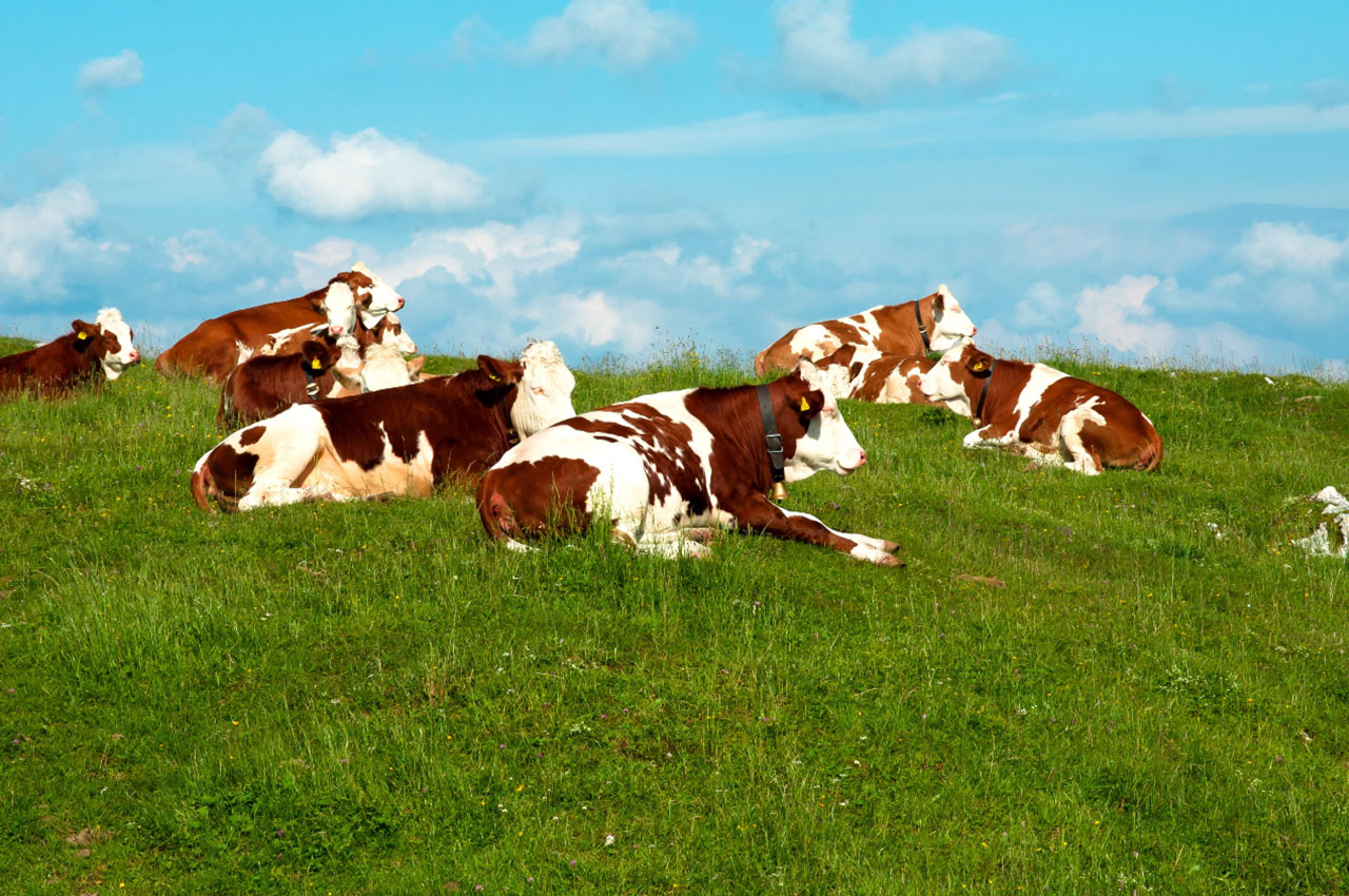 陕西智慧畜牧:牛羊场如何实现数字化转型? 陕西智慧畜牧:牛羊场如何实现数字化转型?