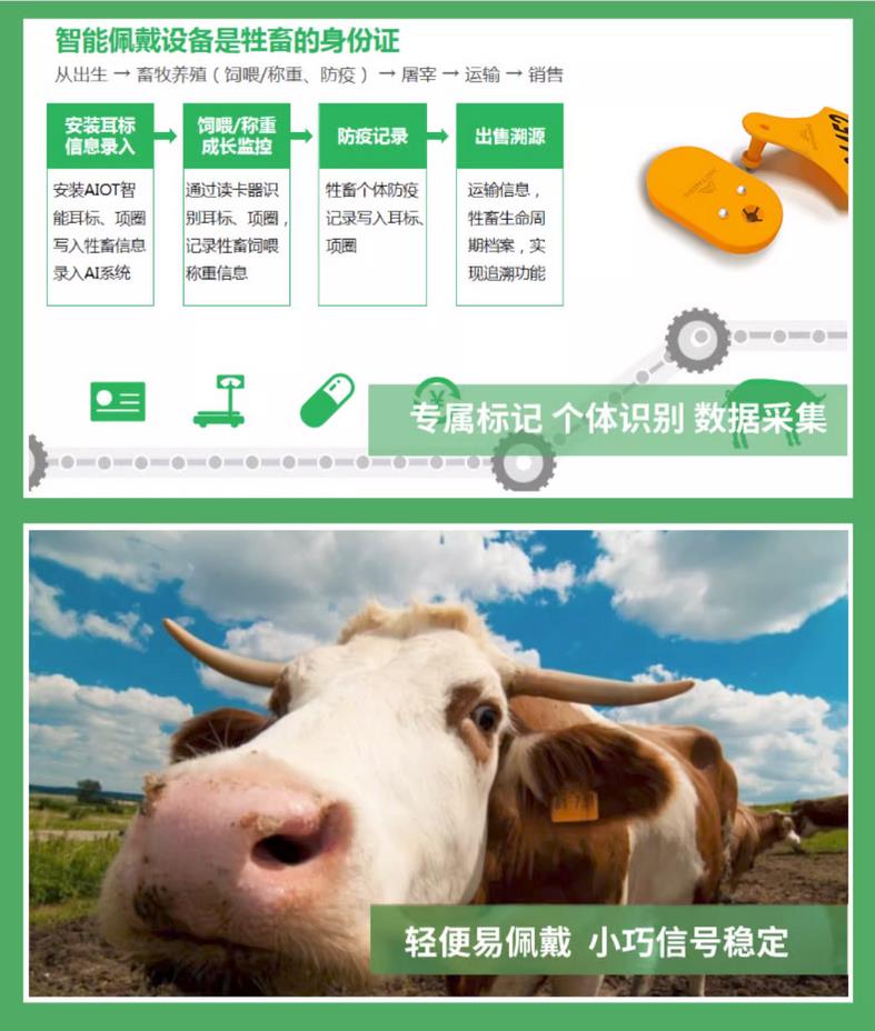 牧云供应链-智慧农业-AIOT智能耳标,适用于牛,羊,猪等养殖动物的智慧管理