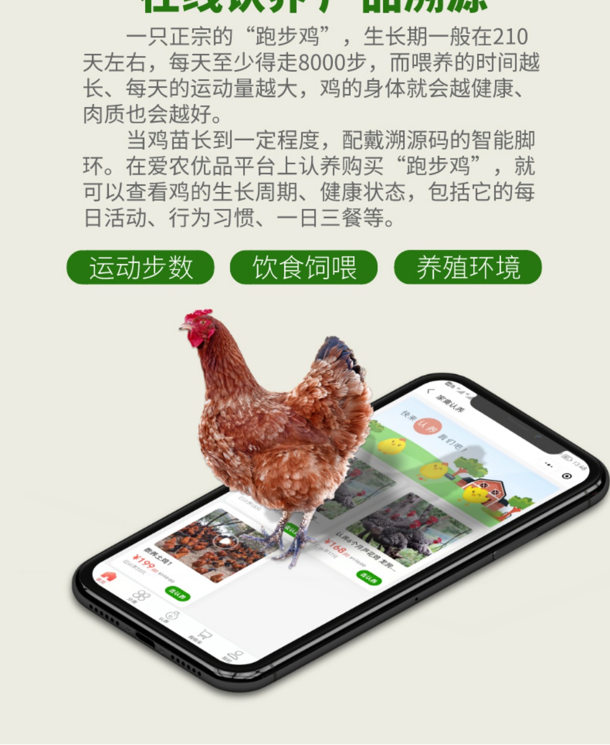 牧云供应链的AIOT智慧鸡脚环-可计步的跑步鸡脚环