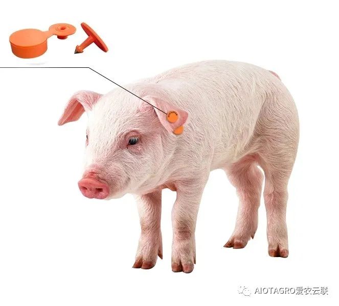 牧云供应链自主研发生产的双频IOT智能耳标